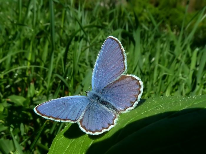 Farfalle della Val Nerina (e dintorni)